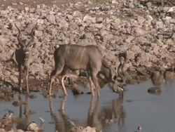 Greater Kudu (Tragelaphus strepsiceros) bulls drinking at waterhole, Etosha National Park, Namibia Stock Footage