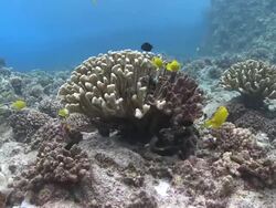 MS Hard coral with damage / Hawaii, United States Stock Footage