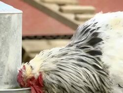 CU TD Rooster drinking water from tank in farm yatd / Chelsea, Michigan, United States  Stock Footage