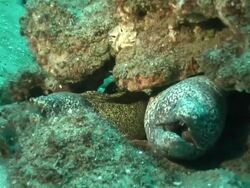 CU Paint spotted moray eels lying under rock ledge covered with coral and sponges / Matola, Maputo, Mozambique Stock Footage