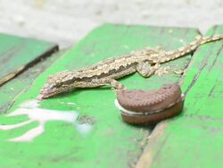 Lizard eats ice cream Stock Footage