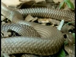 CU African Snake, coiled up on leaf litter in front of log, killing mouse, sequence Stock Footage
