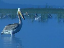 MS, Pelican (Pelecanus onocrotalus) in Lake Nakuru, Lake Nakuru National Park, Rift Valley, Kenya Stock Footage