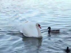 Swan and ducks in Prospect Park, Brooklyn Stock Footage