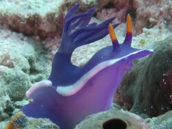 CU View of Chromodoris bullocki (nudibranch) / Mabul, Sabah, Malaysia   Stock Footage