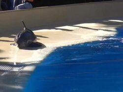 Dolphin Jump Stock Footage