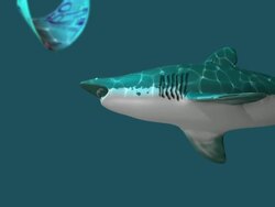 Shark and Euro Banknote HD Stock Footage