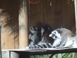Lemur family Stock Footage