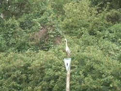 Heron sitting 2 - HD 1080/60i Stock Footage