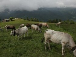 Cows graze in high mountain pasture Stock Footage