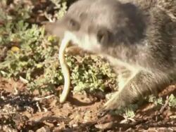 MS TS Shot of Meerkat feeding on captured and wriggling skink / Namaqualand, Northern Cape, South Africa Stock Footage