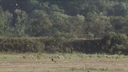 Big flock of birds Stock Footage