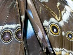 Newly emerged Morpho butterfly wings with eye spots Stock Footage