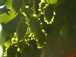 Hop Flowers In The Sunlight Rack Focus (4K/UHD to HD) Stock Footage