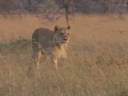 MS TS Lioness walking though grass / Tanzania  Stock Footage