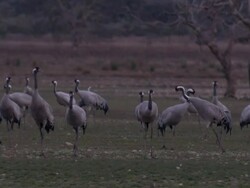 European Cranes (Grus grus), North East Extremadura in Dehesa. The cranes migrate south in winter from Scandinavia and Northern Europe to Spain and roost in large numbers mainly on lake shores. They feed in the dehesas on acorns and invertebrates. Stock Footage