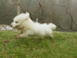 HD SUPER SLOW-MO: Dog Running To Owner Stock Footage