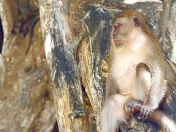 Monkey Stock Footage