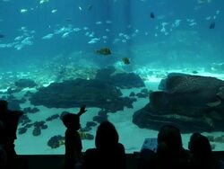 MS Kinds of fish swimming in large fish tank in aquarium / Atlanta, Georgia, United States Stock Footage