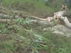 WS Big tree trunk being towed away by logging machine / Buikwe, Uganda Stock Footage