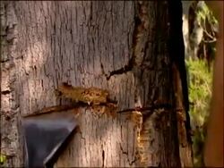 Axe chopping bark on Cork oak (Quercus suber), Andalusia, Southern Spain Stock Footage