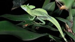 Costa Rica, nature and parks Stock Footage