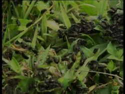 Insects, spiders, other arthropods and earthworms News Clip