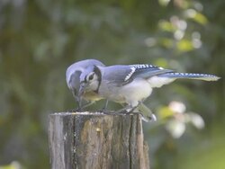 CU Shot of Adult and juvenile blue jays eating seeds top stump another blue jay attempts to join in from below Stock Footage