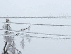 Broken Tree Sagging The Power Lines Stock Footage