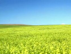 Field of Flower Stock Footage
