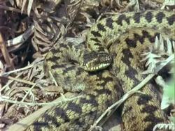 CU European Adder curled up in leaf litter, camouflaged, UK Stock Footage