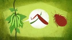TED-ED: The amazing ways plants defend themselves - Valentin Hammoudi Instructional Video