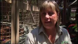 Orangutans communicate using iPads News Clip