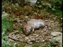 Time lapse - High angle, mouse decomposing Stock Footage