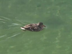 HD: Swimming duck Stock Footage