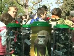 VOICED: Czech gorilla-mania helps animals in Cameroon News Clip