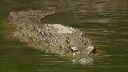 A crocodile lurks in a river. Stock Footage
