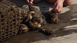 Service Learning in Action: The Oyster Education Partnership Instructional Video