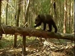 Brown bear (Ursus arctos) cub walking along fallen tree trunk, Russia Stock Footage
