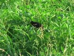 Oriole fully spread wings Stock Footage