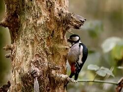 MS SLO MO Shot of Great Spotted Woodpecker doing Hole in Tree to Finding Food / Vieux Pont en Auge, Normandy, France Stock Footage