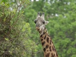 MS Giraffe eating leaves from the tree / Lukuzi, Eastern, Zambia  Stock Footage