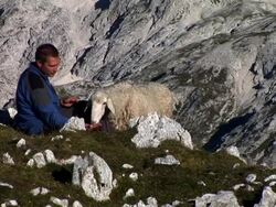 HD: Feeding The Sheep Stock Footage