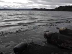 Chelsea Farms employee shucks oyster Stock Footage