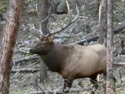 MS TS ZO Shot of large bull elk bugling in forest AUDIO / Estes Park, Colorado, United States Stock Footage
