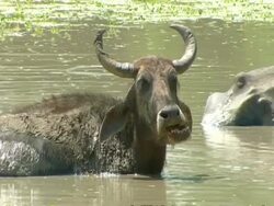 MCU Water Buffalo chewing cud in water Stock Footage