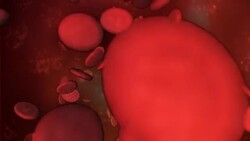 Microscopic red blood cells travel through an artery. Stock Footage