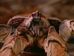 BCU Head of Robber Crab to camera, Seychelles Stock Footage