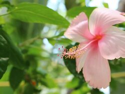 Pink Hibiscus Stock Footage