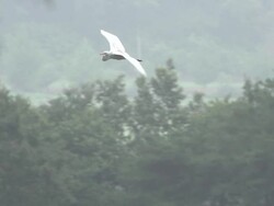 View of white heron flying around heron habitat Stock Footage